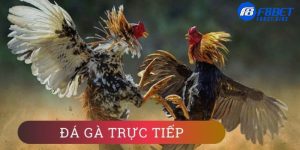 Đá gà trực tiếp là gì?