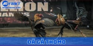 đá gà Thomo